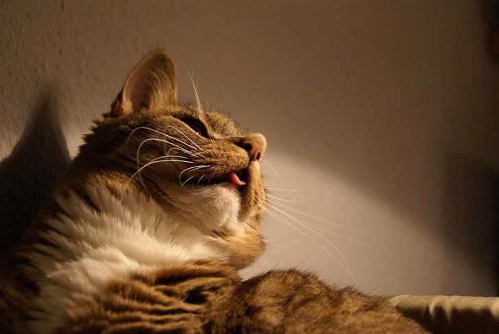 Huskat Trampe - Ja jeg har overbidt, derfor er det ikke nemt at holde min tunge inde. billede 6