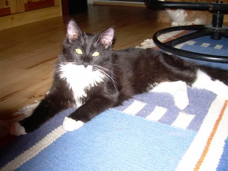 Blanding af racer Musti - Hejsa på dette billede er jeg ikke så gammel billede 1