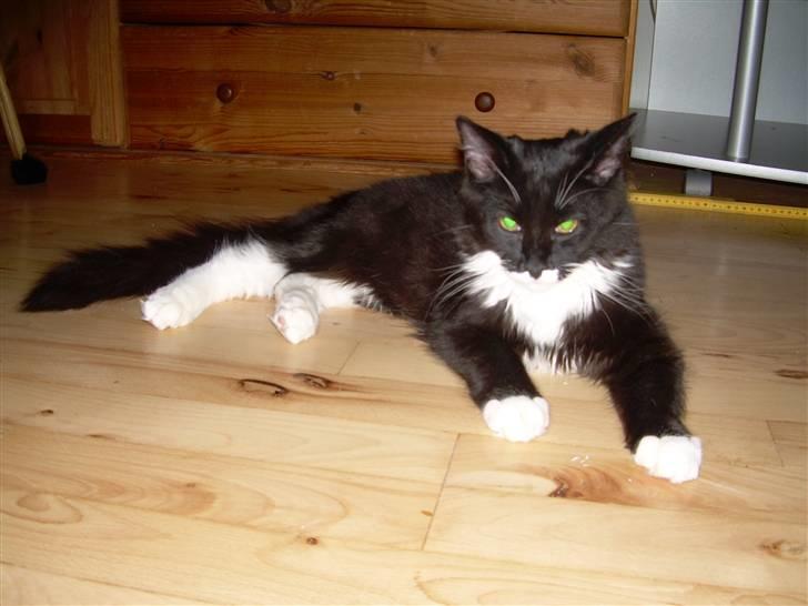 Blanding af racer Musti - pyha det er hårdt og lege billede 2