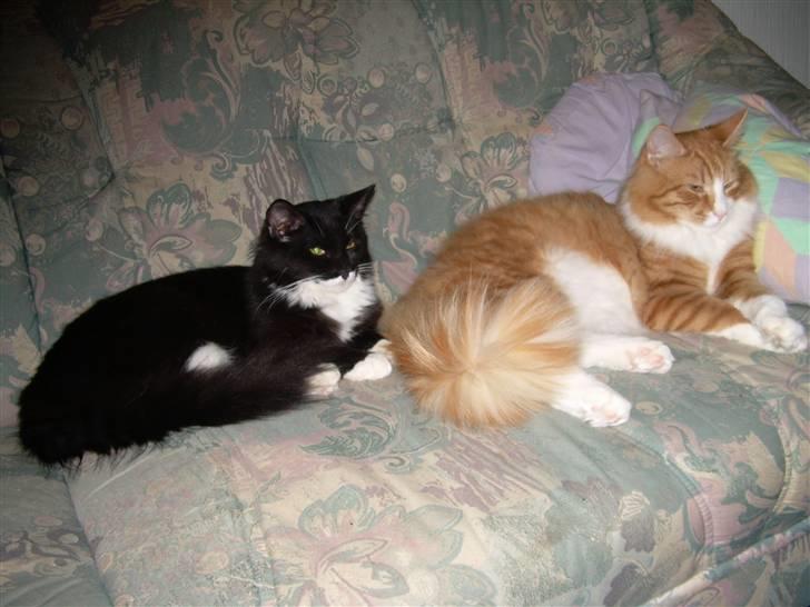 Blanding af racer Musti - Her ligger jeg med min bedste ven tiger som også er herinde billede 3