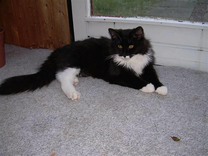 Blanding af racer Musti - Er jeg ikke sød billede 4