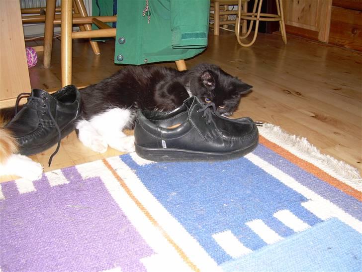 Blanding af racer Musti - Dejligt sko og snørrebånd jubii billede 5