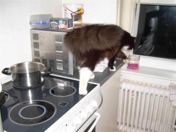 Blanding af racer Musti - ups far og mor det så i ikke vel billede 6