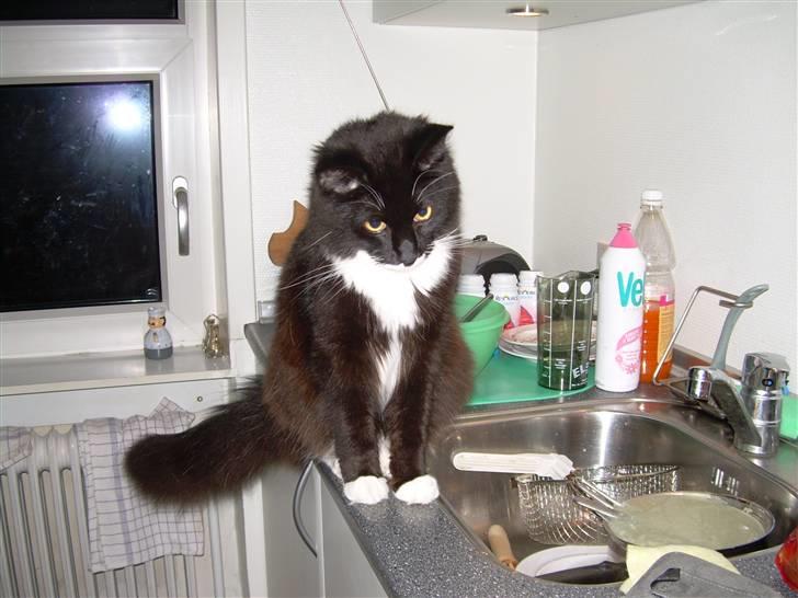 Blanding af racer Musti - øv øv i så det nå men så kan jeg lige så godt sidde smukt hi hi billede 7