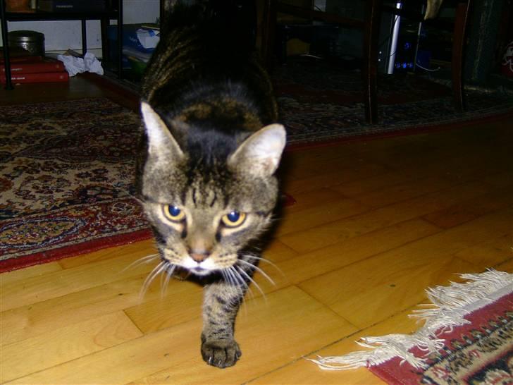 Huskat Thomas - her kommer jeg haha billede 1