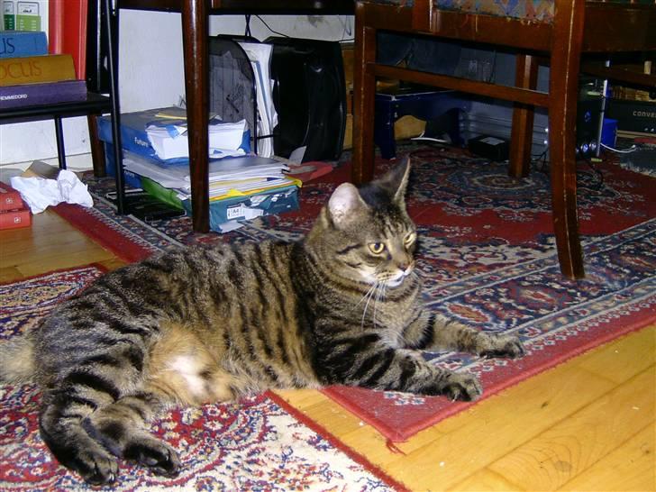 Huskat Thomas billede 2