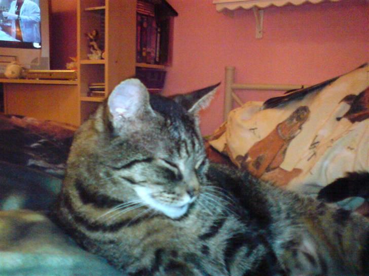 Huskat Thomas billede 3