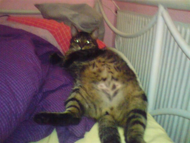 Huskat Thomas - hva så garfeild! haha tykke kat billede 5