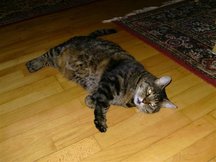 Huskat Thomas billede 6