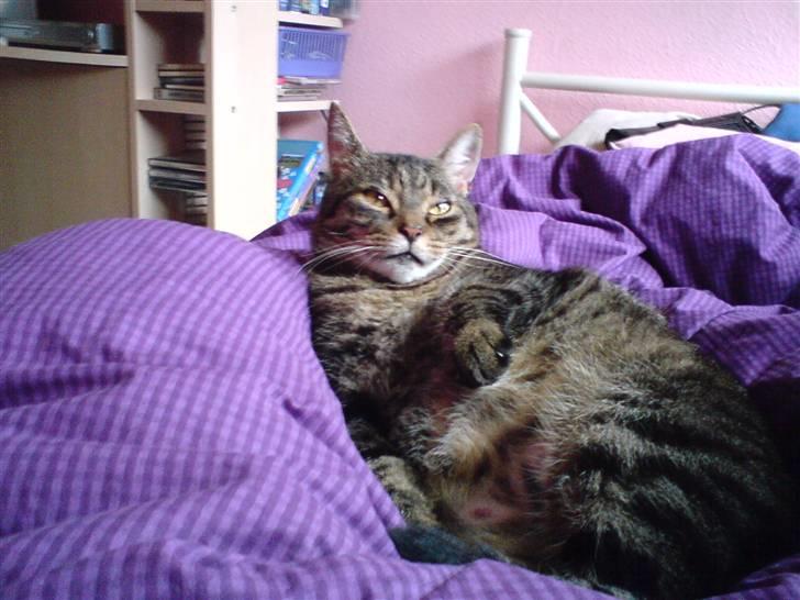 Huskat Thomas billede 7