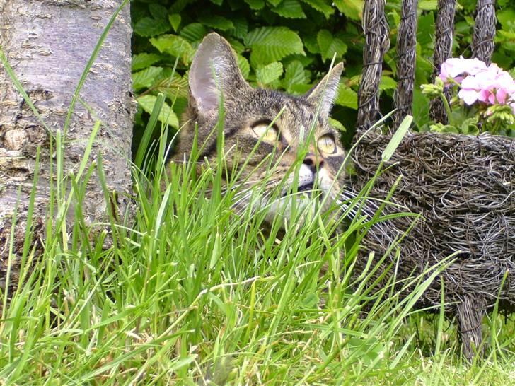 Huskat Thomas billede 8