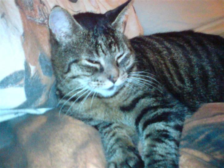 Huskat Thomas billede 9