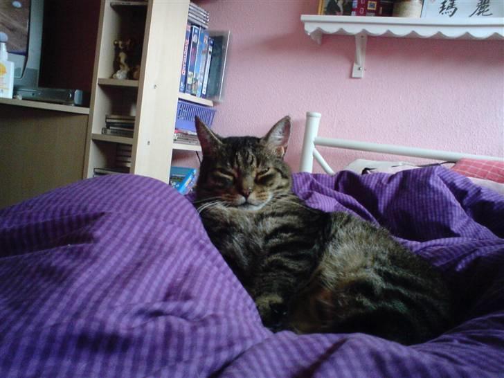 Huskat Thomas billede 10