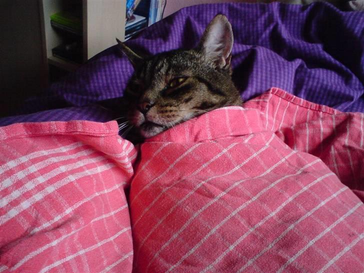 Huskat Thomas - min bror havede puttet ham med tæppe og det hele hAHA billede 11