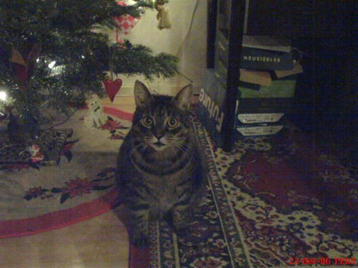 Huskat Thomas - thomas ved jule træet år 06 billede 12