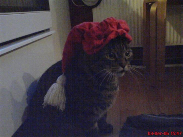 Huskat Thomas - en noget utilfreds Thomas med nisse hue 06 billede 13