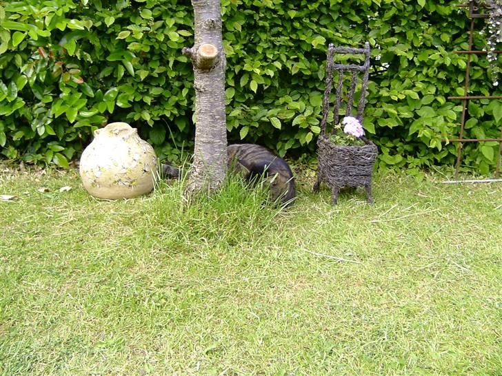 Huskat Thomas - jeg gemmer mig ! du kan ikk se mig billede 14