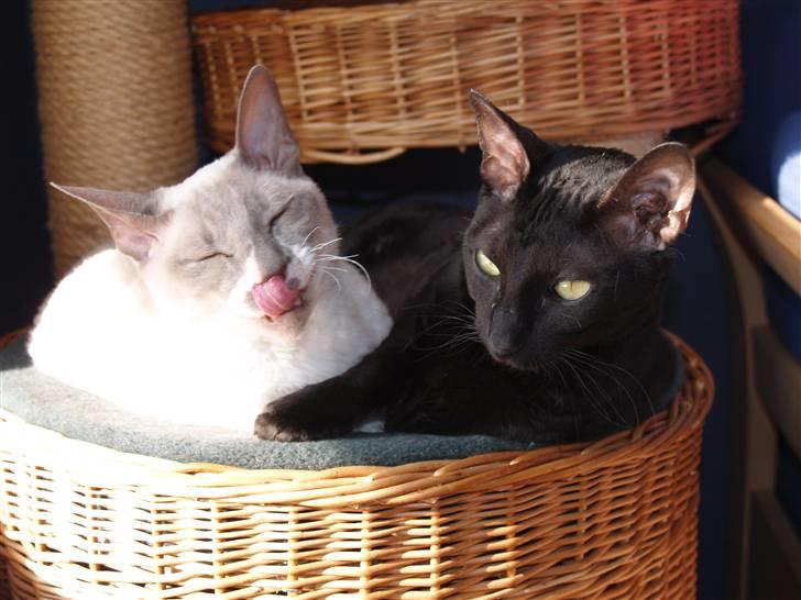 Cornish Rex Ebonny  - Ebonny sammen med Grazila... vore 2 hunkastrater. Vi kalder dem tante 1 og tante 2..*S* billede 4