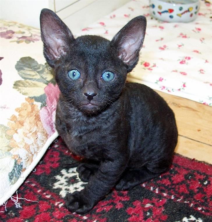 Cornish Rex Ebonny  - Ebonny som killing... billede 5
