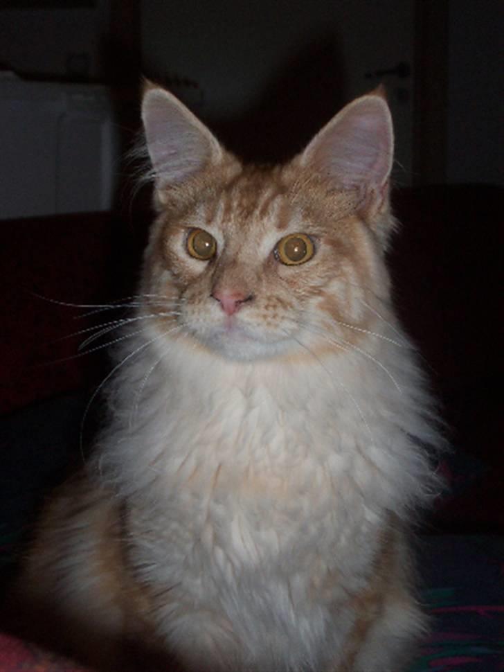 Maine Coon Happyness sky  R.I.P - Hendes flotte far  billede 15