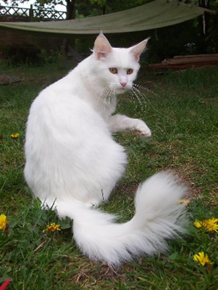 Maine Coon Happyness sky  R.I.P - Hendes flotte mor billede 16