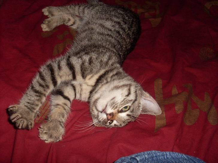 Huskat Misty - jeg kan godt lide at strække mig ud billede 3