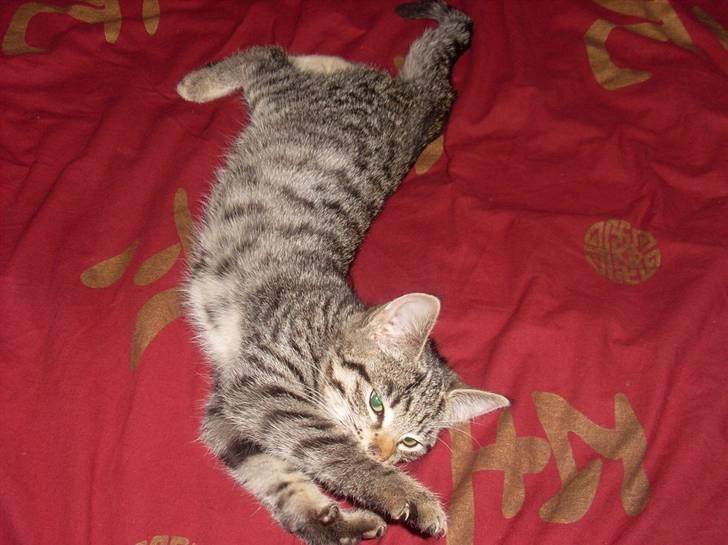 Huskat Misty - Er jeg ikke sød? :) billede 4