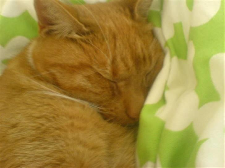 Blanding af racer Micki - Micki der sover <33 xD billede 1