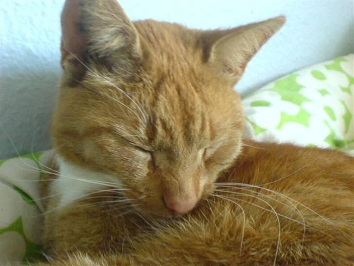 Blanding af racer Micki - Micki  billede 2