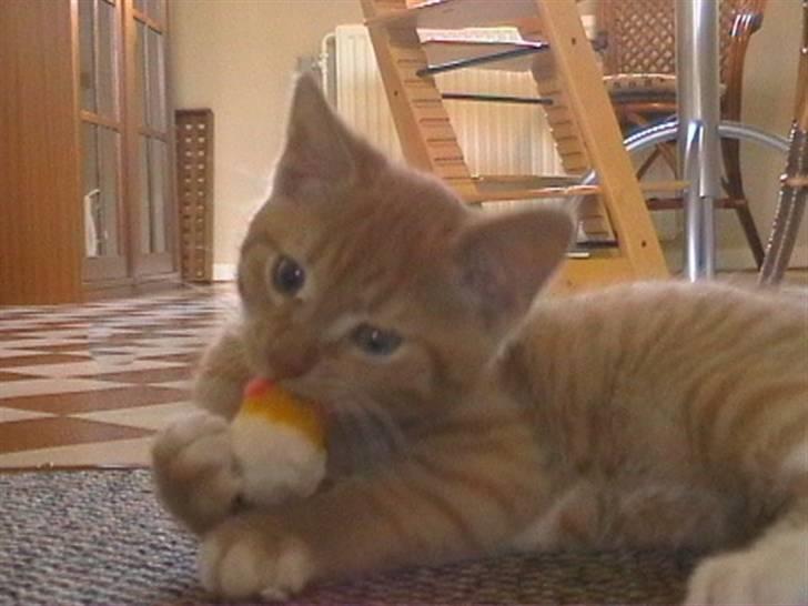 Blanding af racer Micki - Micki, som lille, der leger med mus.  billede 3