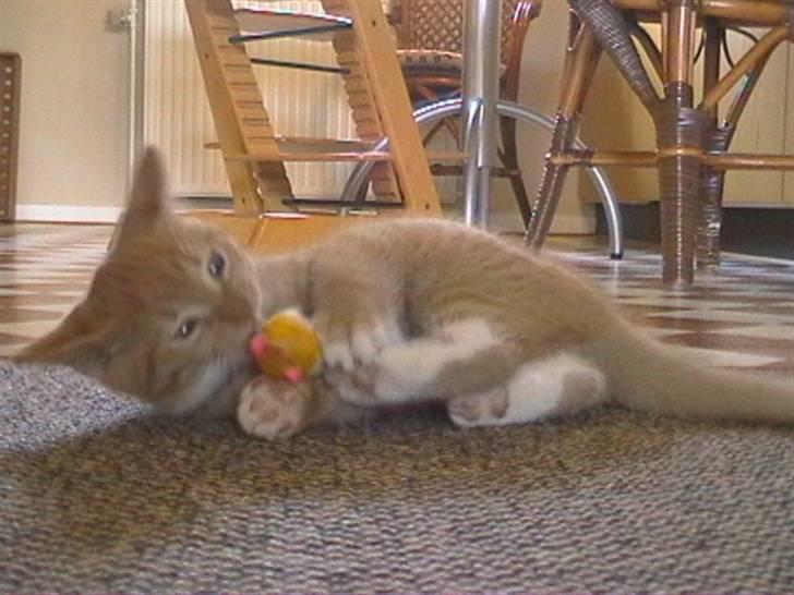 Blanding af racer Micki - Micki, som lille, der leger med mus billede 4