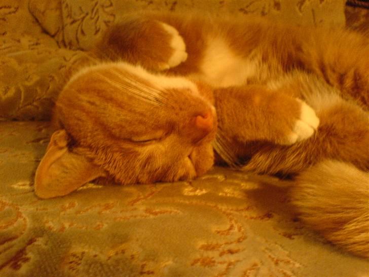 Blanding af racer Micki - Micki, der ligger på en underlig måde, Hihi <33 billede 5