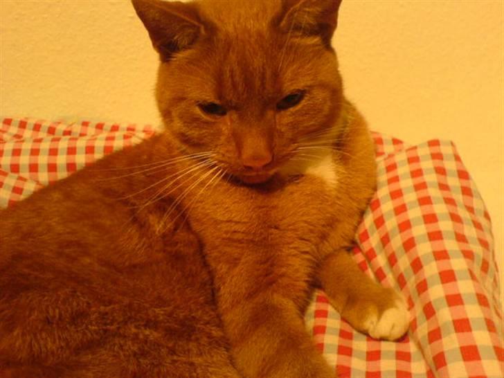 Blanding af racer Micki - Min dejlige Micki <3 billede 6