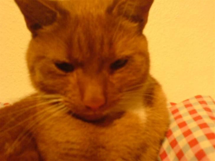 Blanding af racer Micki - Micki <33 Han kan godt lide at ligge på dyner.. haha! xD billede 7