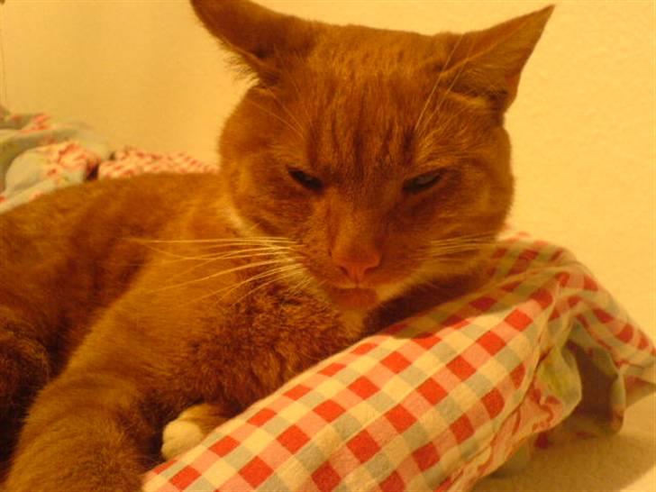 Blanding af racer Micki - Micki, der ligger på en dyne! <3 billede 8