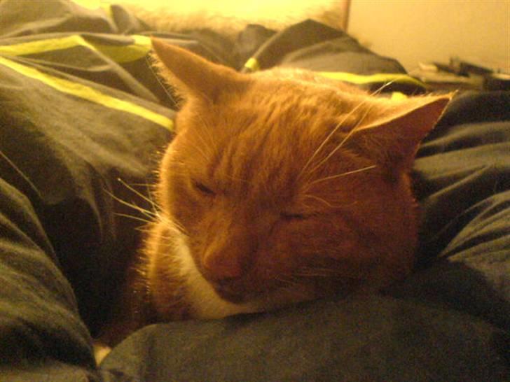 Blanding af racer Micki - Micki <3 billede 9