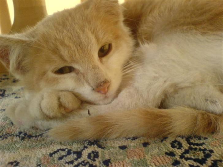 Huskat Missy - Missy<33 ILY! billede 1