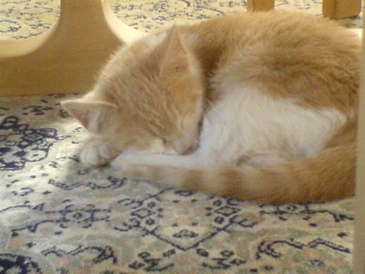 Huskat Missy - Missy der sover..<3 billede 2