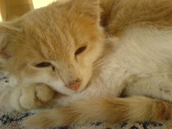 Huskat Missy - Missy der slapper af efter at have leget! heeh! <33 billede 3