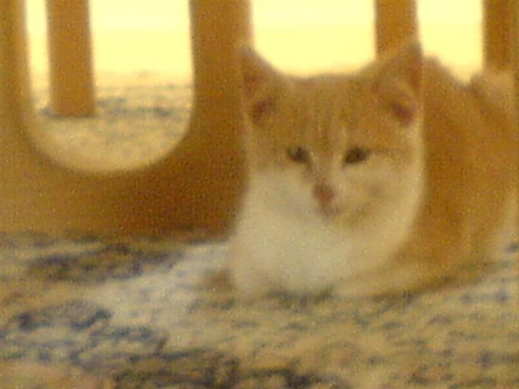 Huskat Missy - Missy der ligger inden under  bordet! ;D billede 4