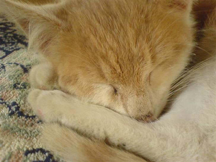 Huskat Missy - Missy, der sover igen! :) heeh billede 5