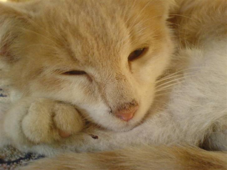 Huskat Missy - Min dejlige Missy! <3 billede 6