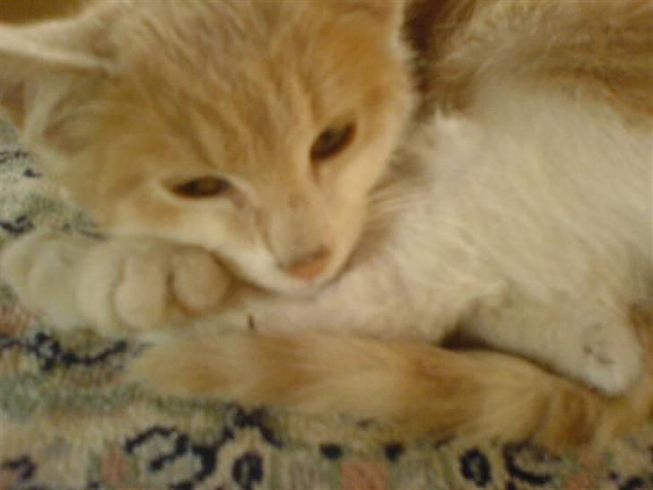 Huskat Missy - Missy xD billede 7