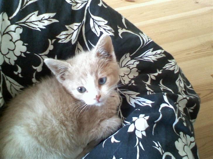 Huskat Mis billede 2