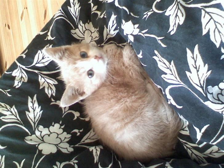 Huskat Mis billede 3