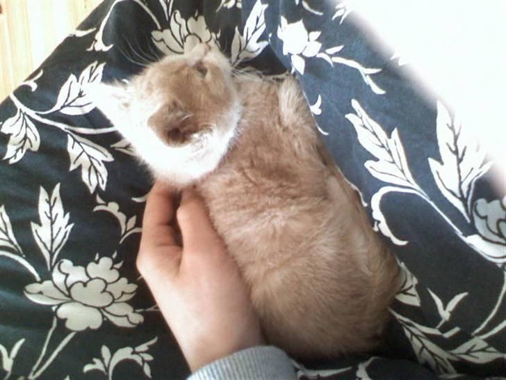 Huskat Mis billede 5