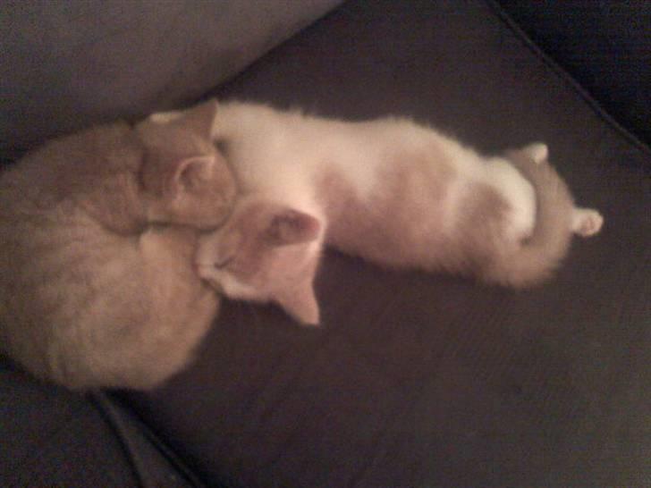 Huskat Mis billede 6