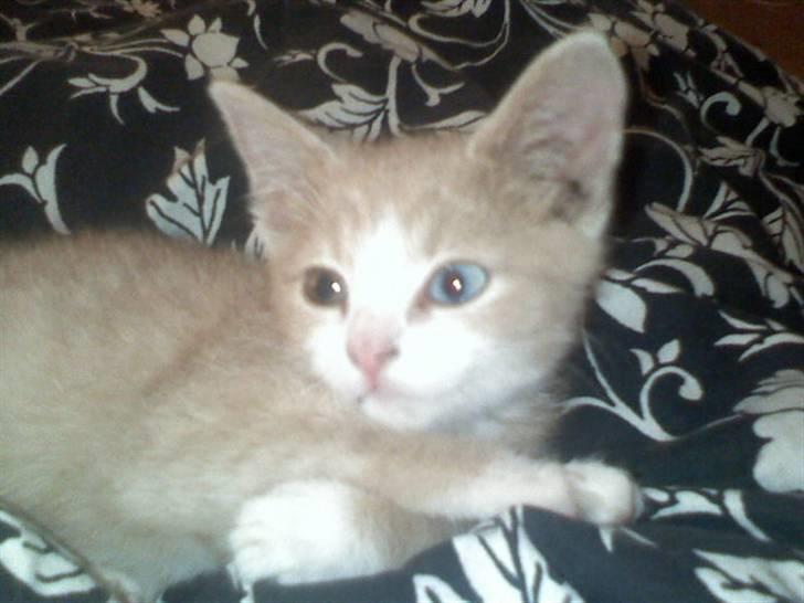 Huskat Mis billede 7