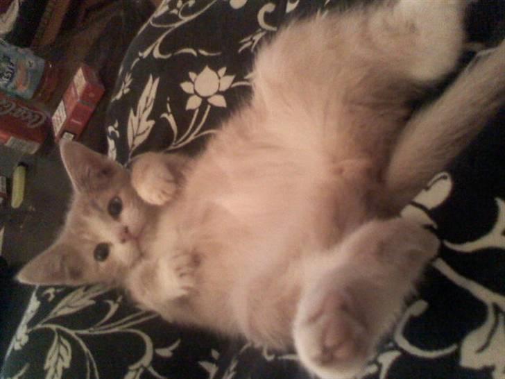 Huskat Mis billede 8