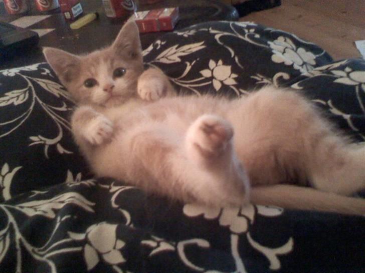 Huskat Mis billede 9